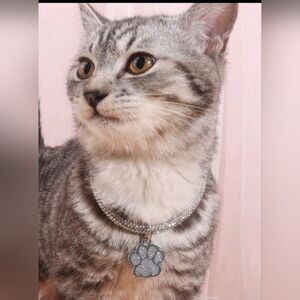 New paw print bling Collar